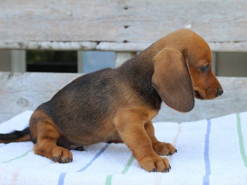 Jasper is a Black & Tan (Male) Mini Dachshund puppy in Lexington, IN