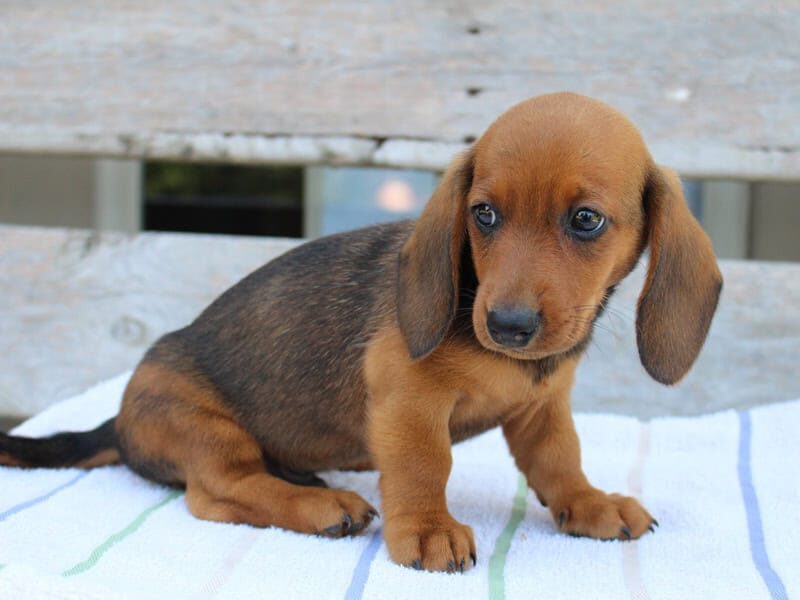 Jasper is a Black & Tan (Male) Mini Dachshund puppy in Lexington, IN